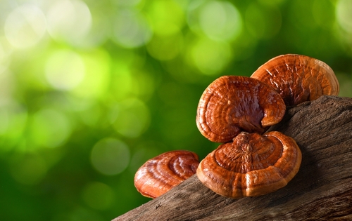 Reishi lesklokorka lesklá